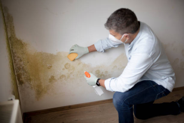 Best Commercial Mold Inspection  in Gonzales, LA